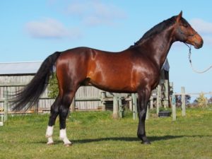 Magnus-sel-plus-horse
