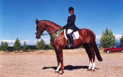 Dressage Success