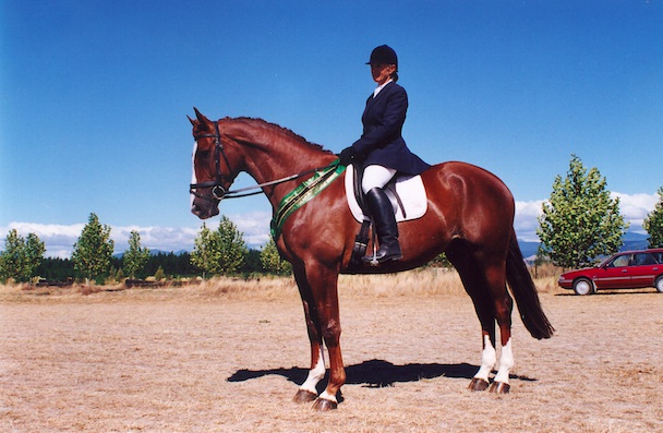 Dressage Success