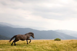 Sel-Plus for horse health